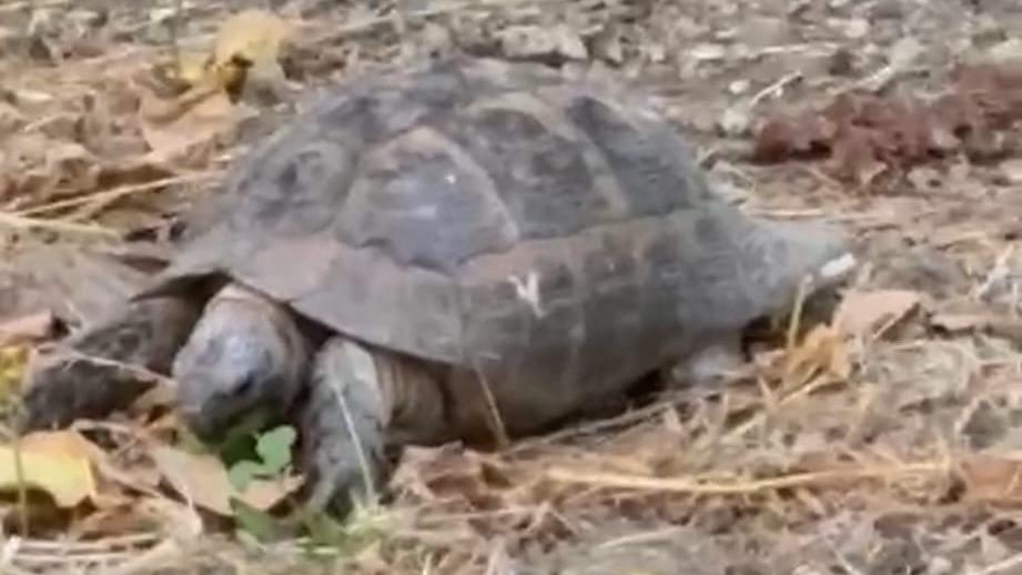 KAPLUMBAĞA BESLENİYOR