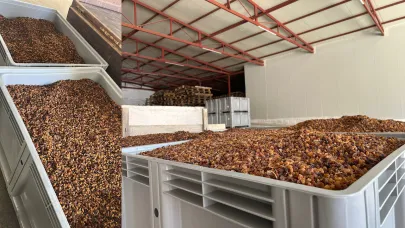 TARİŞ KURU ÜZÜM ALIMLARINA BAŞLADI