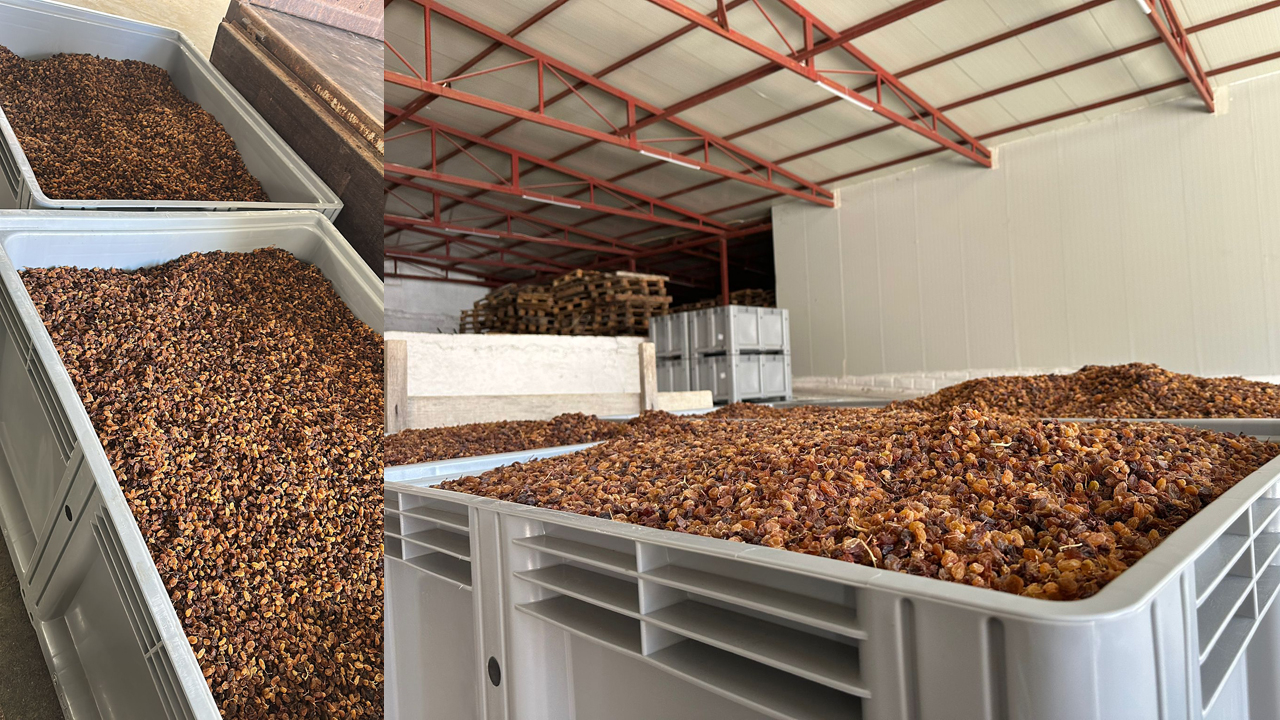 TARİŞ KURU ÜZÜM ALIMLARINA BAŞLADI