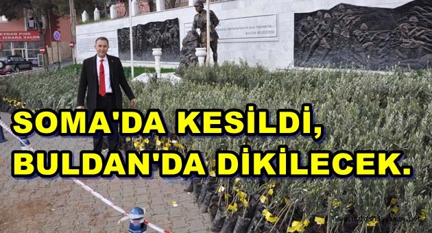 6250 ZEYTİN FİDANI TOPRAKLA BULUŞACAK.