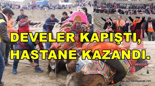 7. BULDAN GELENEKSEL DEVE GÜREŞLERİ MUHTEŞEM GEÇTİ.
