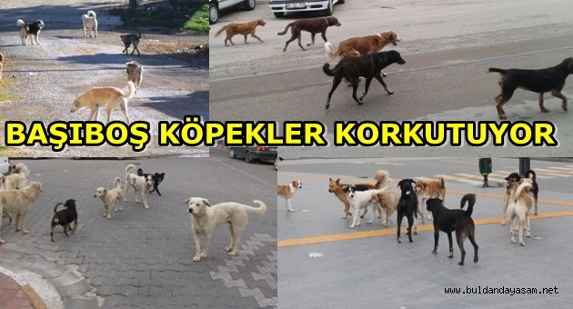 BAŞIBOŞ KÖPEKLERDEN ÇOK ŞİKAYET VAR