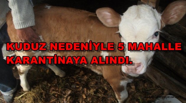 BULDAN’IN 5 MAHALLESİ KUDUZ NEDENİYLE KARANTİNAYA ALINDI.