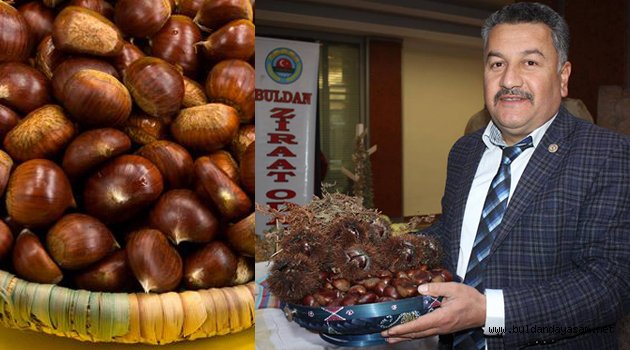 BULDAN KESTANESİ ÜRETİCİSİNİ SEVİNDİRDİ.