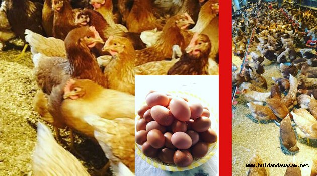 BULDAN ORGANİK YUMURTASINA KAVUŞUYOR.