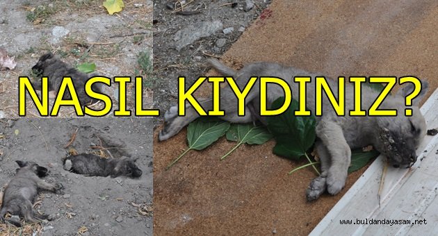 BUNU HANGİ VİCDANSIZ YAPTI?
