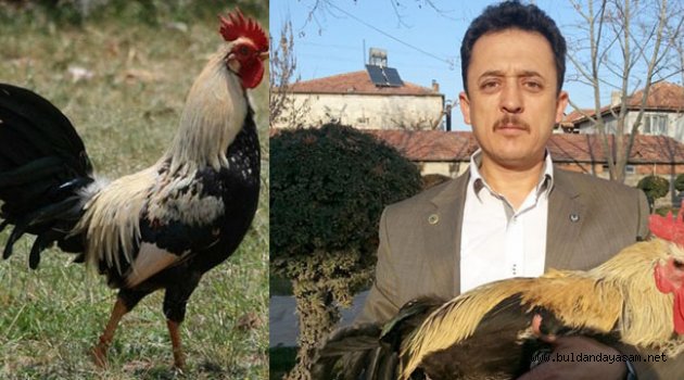 DENİZLİ HOROZU, FEDERASYON ÇATISI ALTINA GİRİYOR