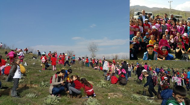 FİDANLAR FİDAN DİKTİ.