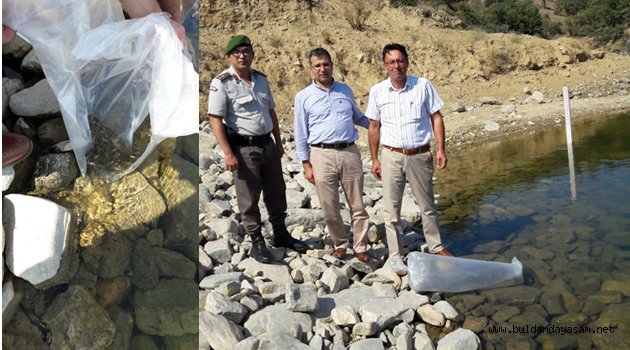 HASANBEYLER VE DIMBAZLAR GÖLETLERİNE BALIK BIRAKILDI.