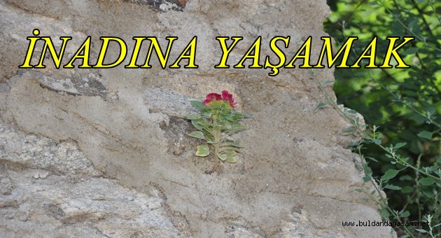 HAYATA TUTUNMAK BÖYLE OLUR