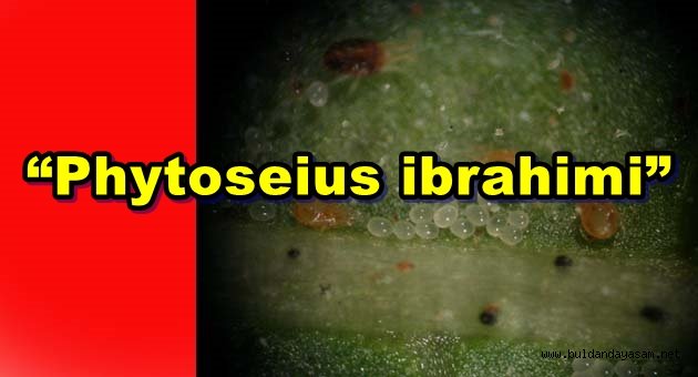 İBRAHİM DÖKER’İN İSMİ YENİ BULUNAN BİR BÖCEĞE VERİLDİ.