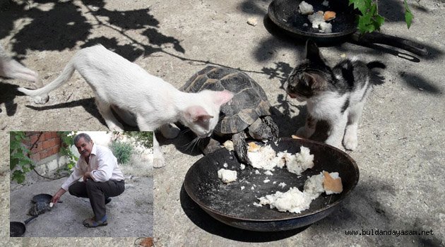 KAPLUMBAĞA VE KEDİLERİN DOSTLUĞU GÖRÜLMEYE DEĞER.