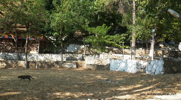 KESTANE DERESİ ÖKSÜZ KALDI.