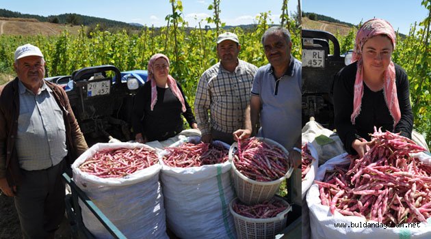 KOVANOLUK BARBUNYA ÜRETİM MERKEZİ OLDU.