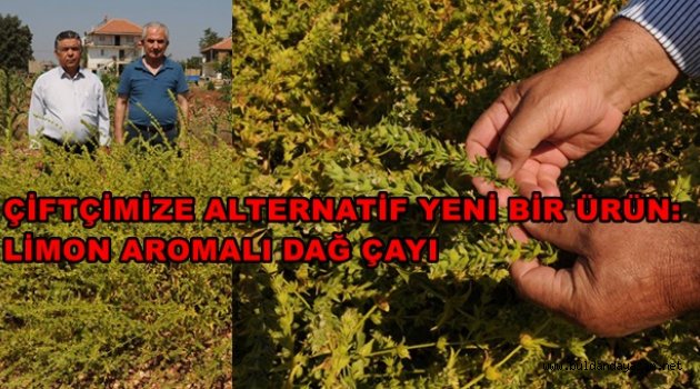 LİMON AROMALI DAĞ ÇAYI ÇİFTÇİYE UMUT OLDU