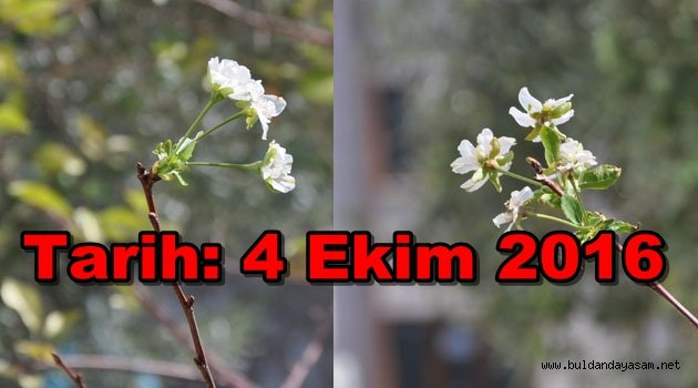 MEVSİMLERİN AKLI KARIŞTI.
