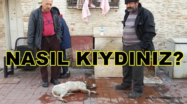 NASIL BU KADAR VİCDANSIZ OLABİLİYORSUNUZ?