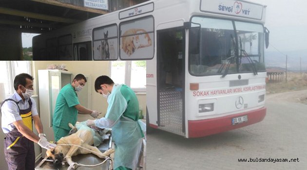 SOKAK KÖPEKLERİ KISIRLAŞTIRILIYOR.