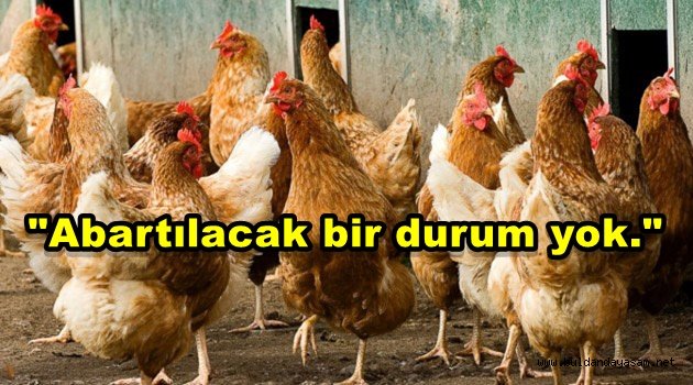 “TAVUK ÖLÜMLERİNDE ABARTILACAK BİR DURUM YOK.”