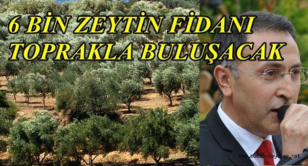 YIRCA’DA KESİLDİ, BULDAN’DA DİKİLECEK