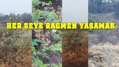 DOĞA UMUDUNU YİTİRMEDİ