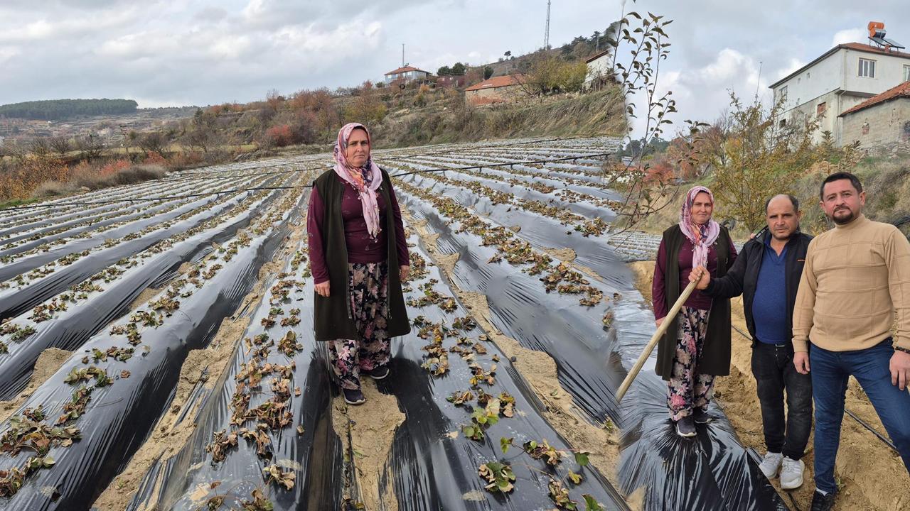 ÇİLEK DİKİMİ BAŞLADI