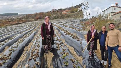 ÇİLEK DİKİMİ BAŞLADI