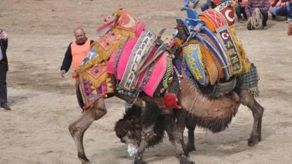 DEVE GÜREŞLERİ İPTAL