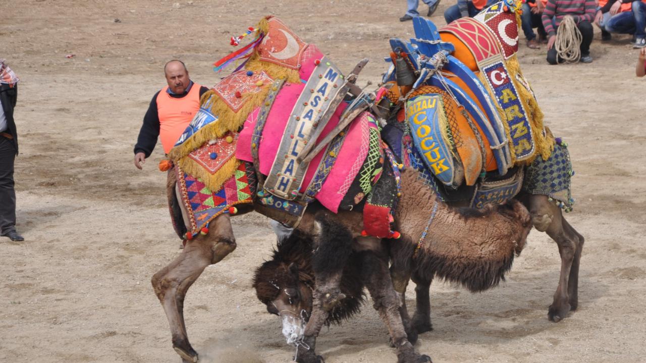 DEVE GÜREŞLERİ İPTAL