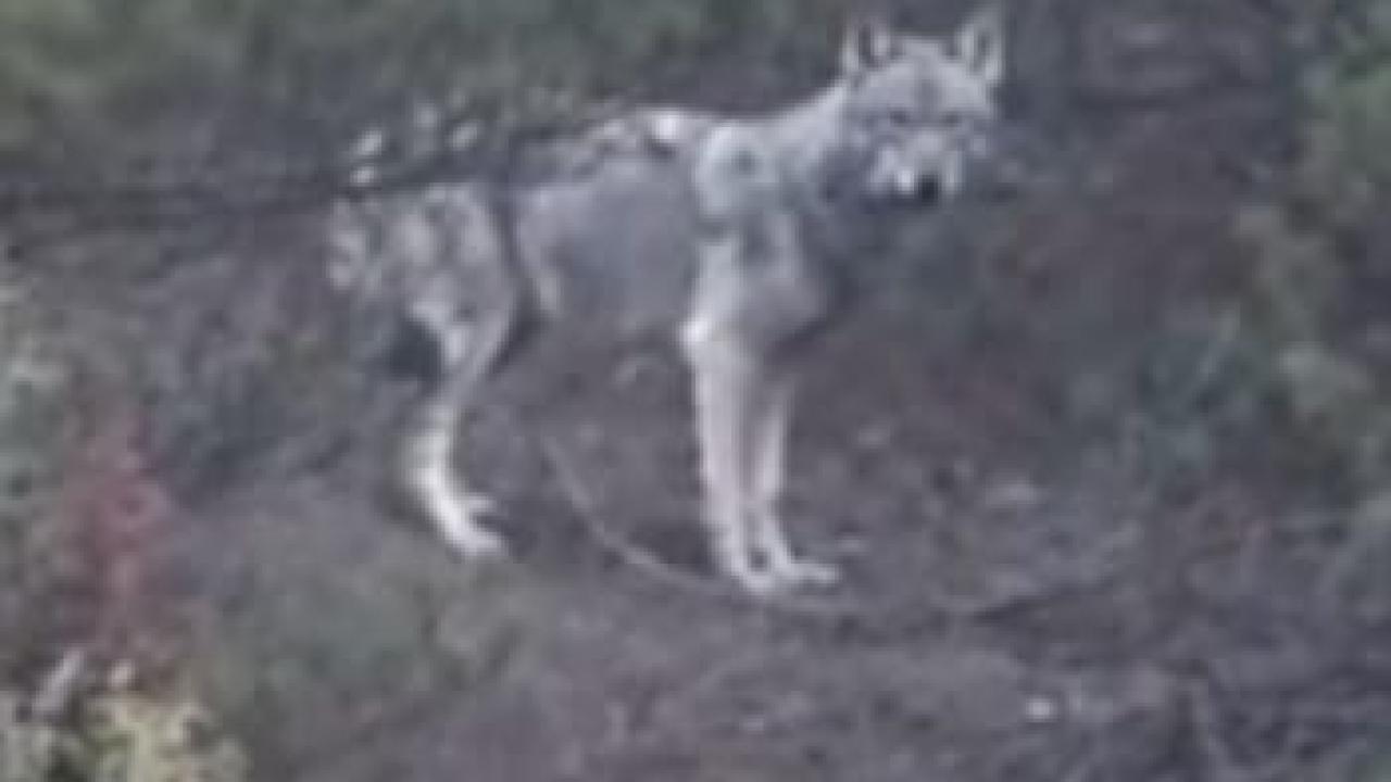 MANTAR TOPLAMAYA ÇIKAN ŞAHIS KURTLA KARŞILAŞTI