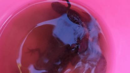 TATLI SU SEMENDERLERİ DOĞAYA BIRAKILDI