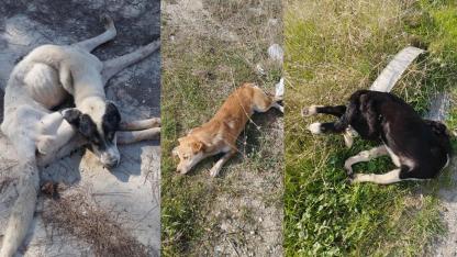 YOL KENARINDA CANSIZ KÖPEKLER BULUNDU