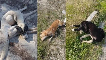 YOL KENARINDA CANSIZ KÖPEKLER BULUNDU
