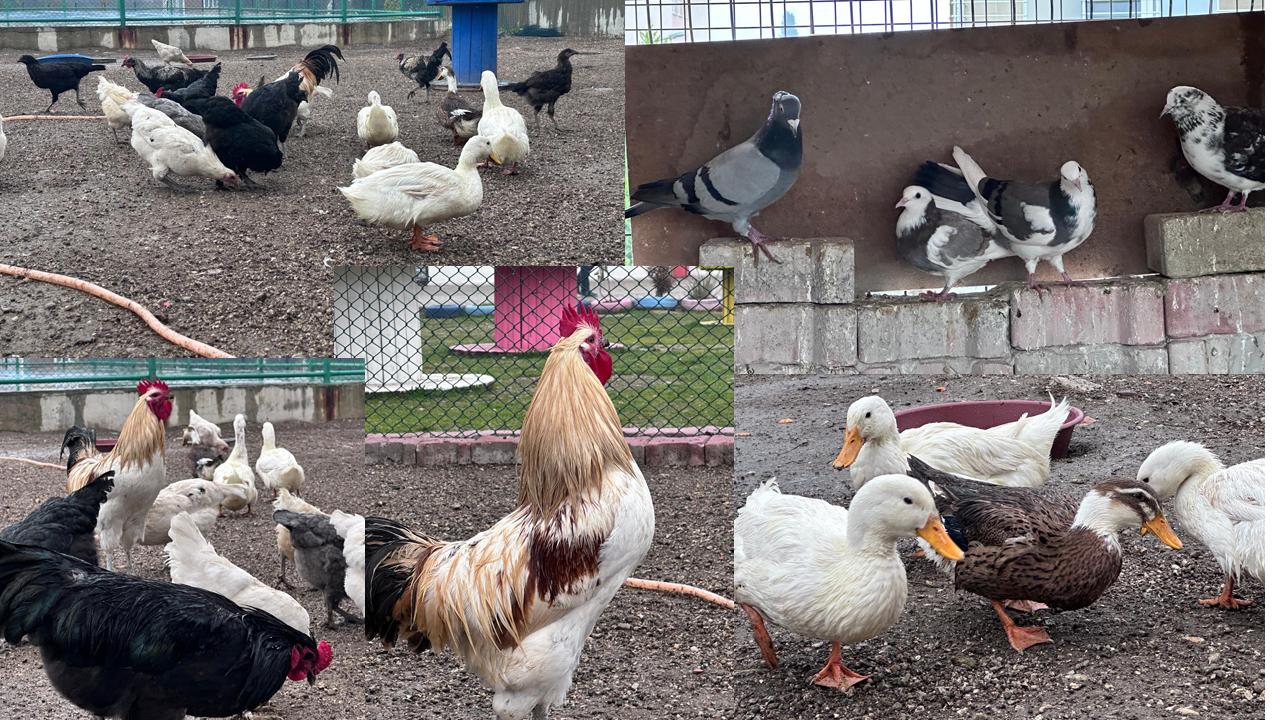 BULDAN GENÇLİK MERKEZİNDE MİNİ HAYVANAT BAHÇESİ KURULDU