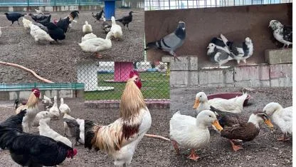 BULDAN GENÇLİK MERKEZİNDE MİNİ HAYVANAT BAHÇESİ KURULDU