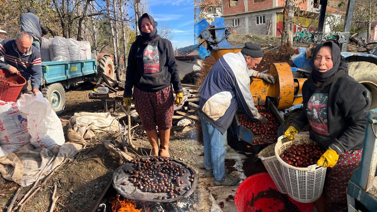 DİKENLERİNDEN KURTULAN KESTANELER GÖRÜCÜYE ÇIKTI