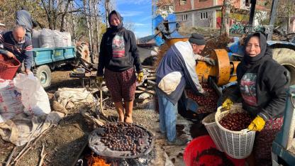 DİKENLERİNDEN KURTULAN KESTANELER GÖRÜCÜYE ÇIKTI