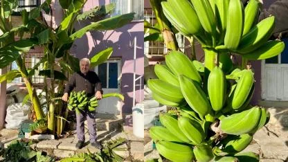 İMKANSIZI BAŞARDI, MUZ HASADINI YAPTI