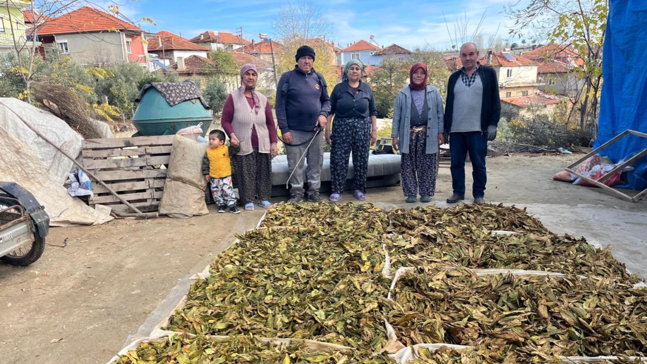 TÜTÜNLER BASILMAYA BAŞLADI