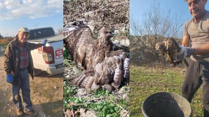 YARALI ŞAHİN TEDAVİYE ALINDI