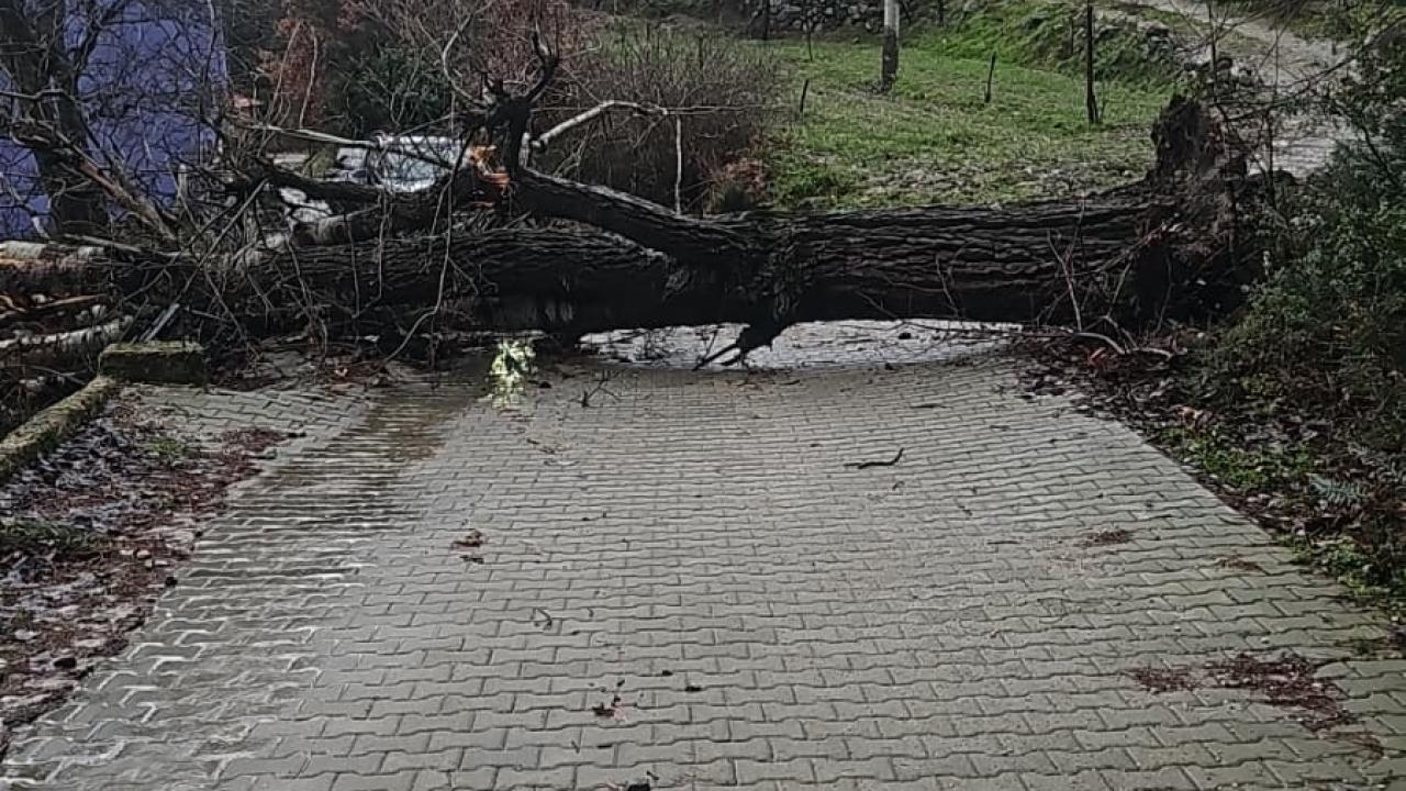 ASIRLIK AĞAÇ FIRTINAYA DAYANAMADI
