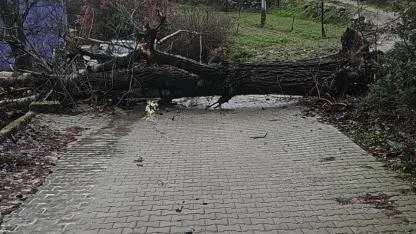 ASIRLIK AĞAÇ FIRTINAYA DAYANAMADI