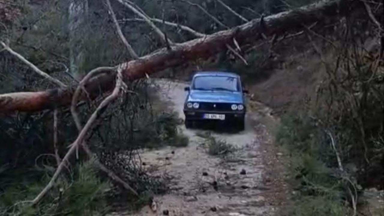 DEVRİLEN AĞAÇLAR YOLU KAPATTI