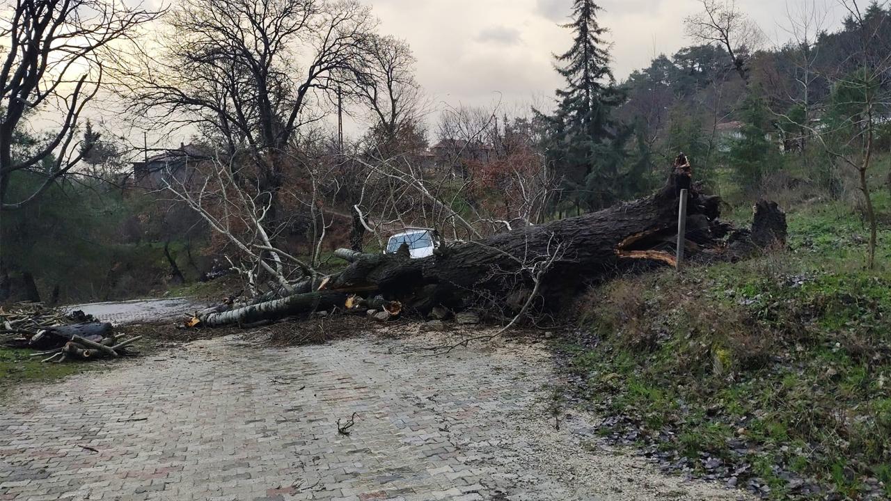 ASIRLIK AĞAÇ SON YAĞMURLARA DİRENEMEDİ