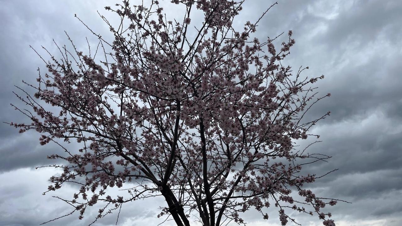 BAHAR ÇİÇEKLERLE GELİYOR