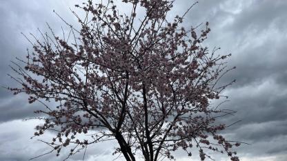 BAHAR ÇİÇEKLERLE GELİYOR