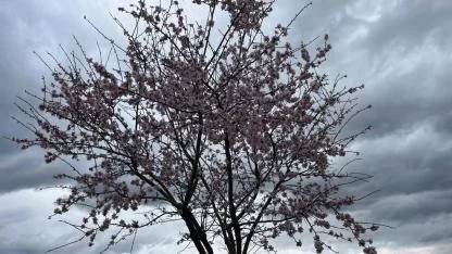 BAHAR ÇİÇEKLERLE GELİYOR