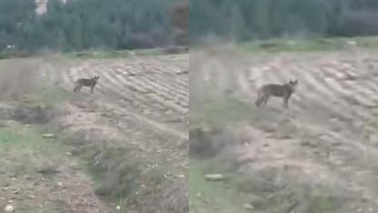 KURT BÖYLE GÖRÜNTÜLENDİ