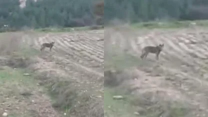 KURT BÖYLE GÖRÜNTÜLENDİ