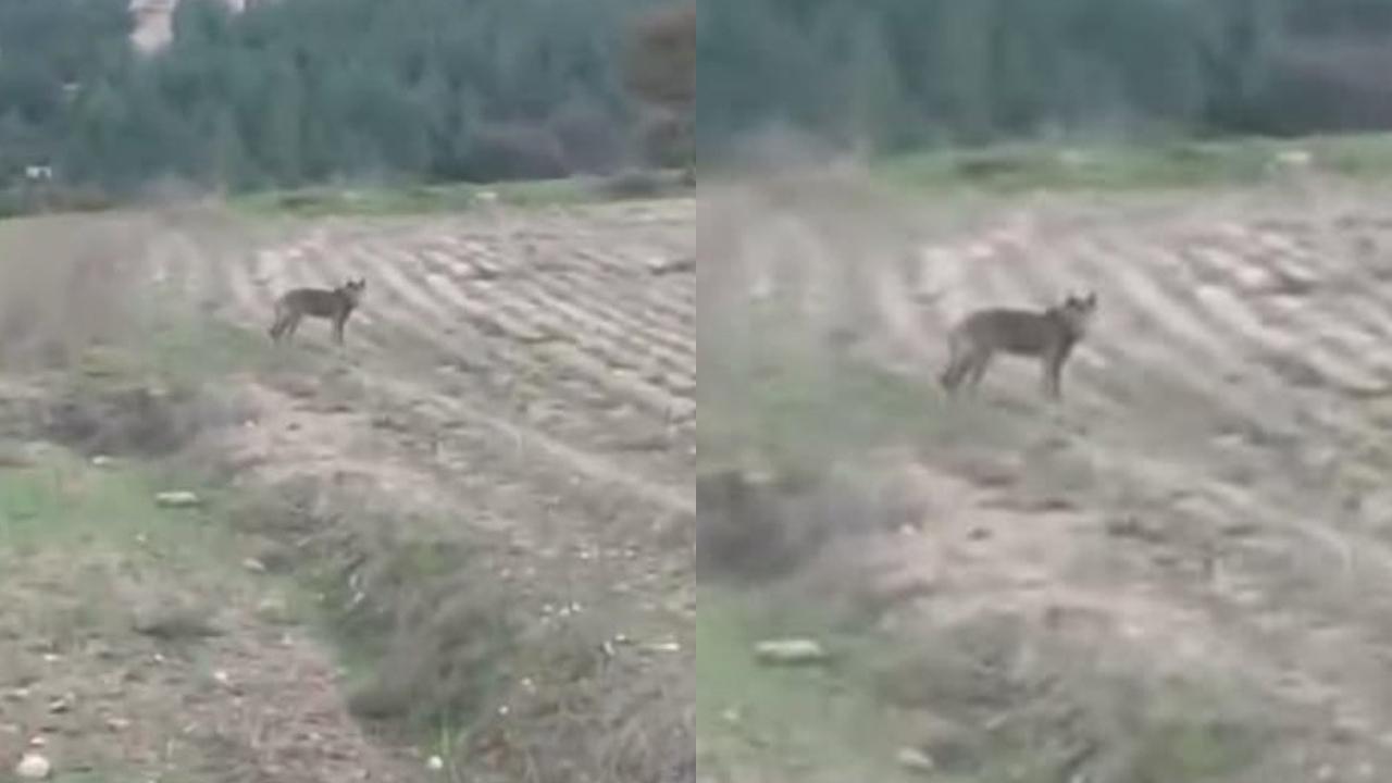 KURT BÖYLE GÖRÜNTÜLENDİ